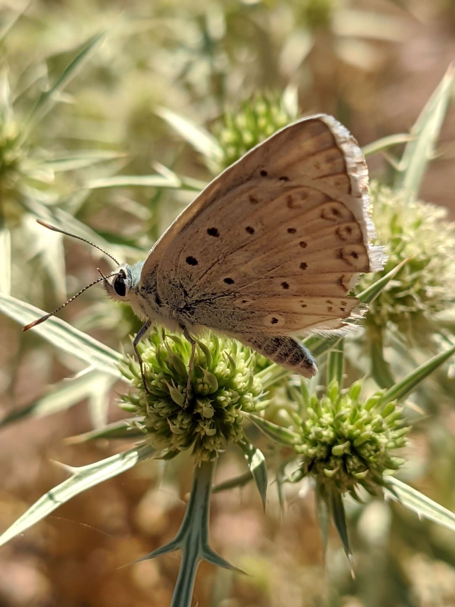 Imagem de Polyommatus albicans (Gerhard 1851)