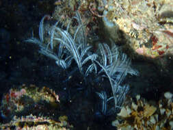 Image of Delicate white stinging hydroids