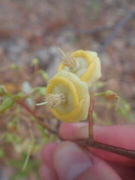 树花的圖片