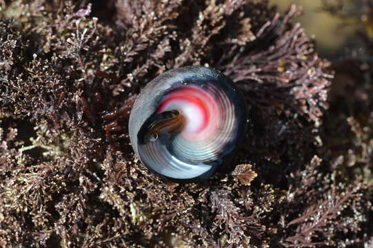 Image of pink-lipped topshell