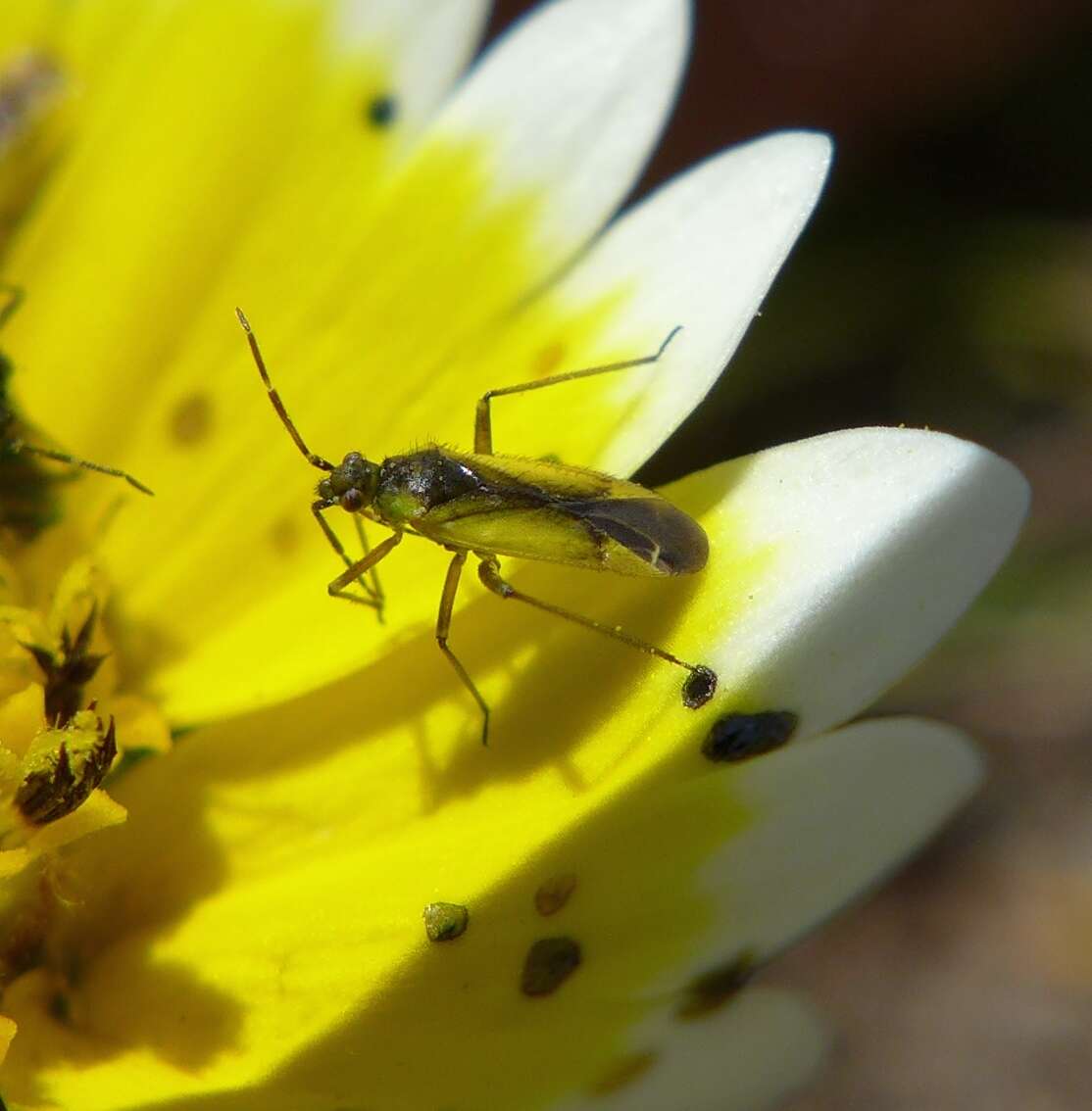 Macrotylus dorsalis Van Duzee 1916 resmi