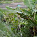 Image of White-cheeked Laughingthrush