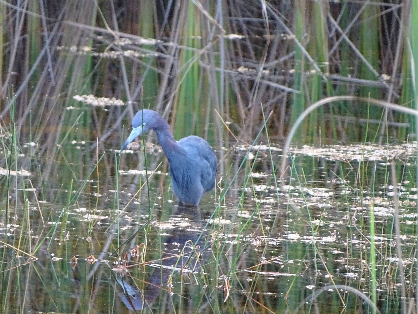 Image de Viréo des mangroves