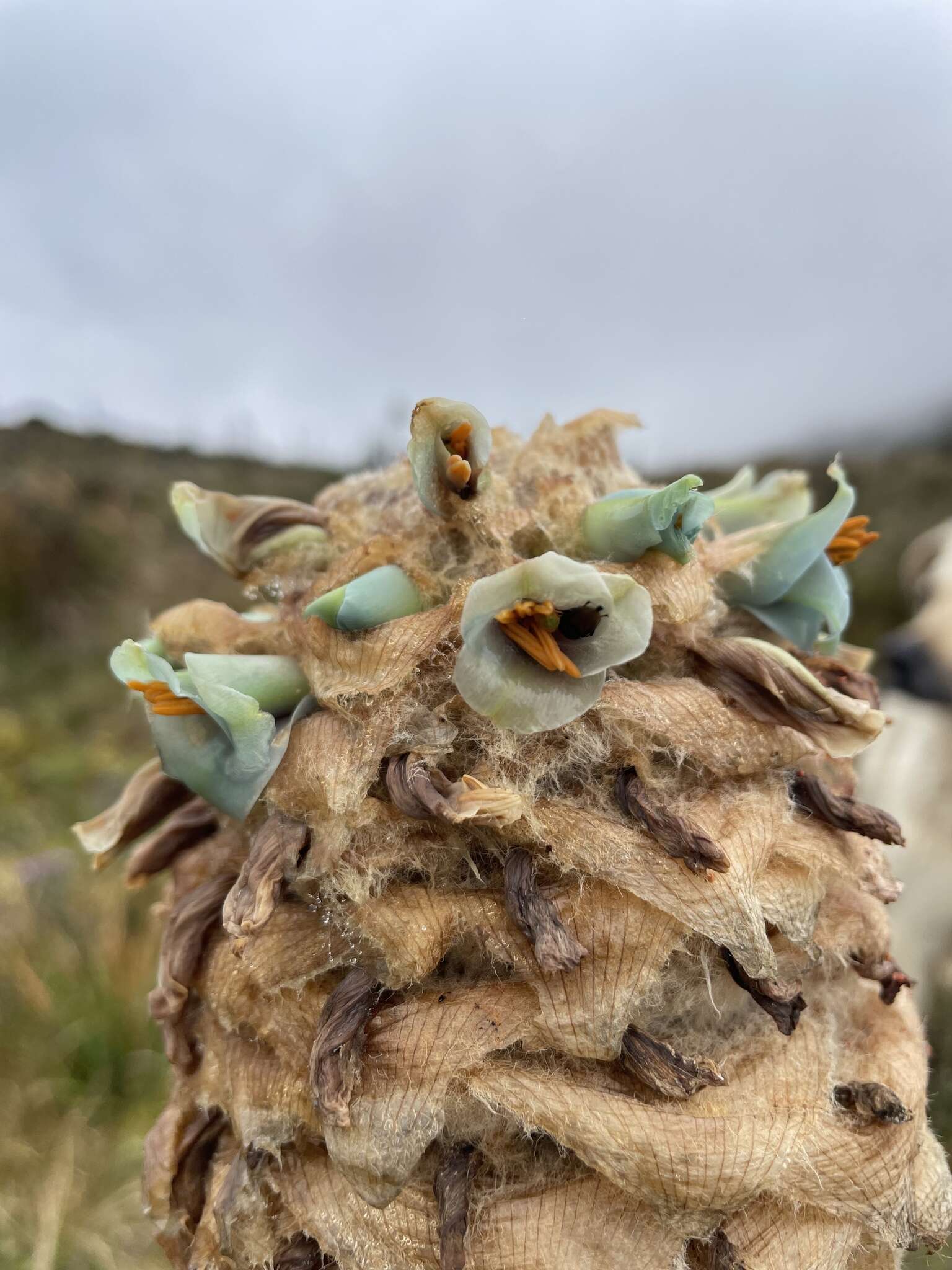 Image de Puya trianae Baker