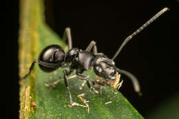 Image of Polyrhachis scissa (Roger 1862)