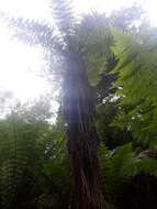 Image of Tree Fern Skirted