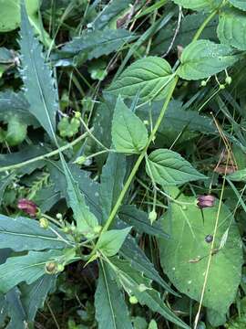 Image de Scrophularia yoshimurae T. Yamaz.