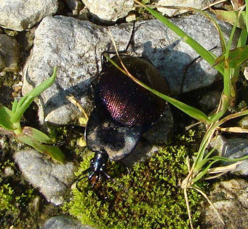 صورة Scaphinotus (Scaphinotus) elevatus (Fabricius 1787)