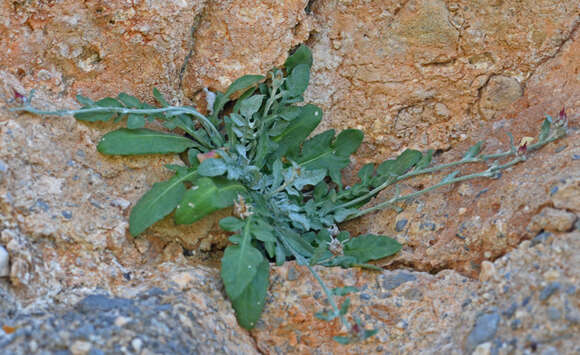 صورة Centaurea poculatoris W. Greuter