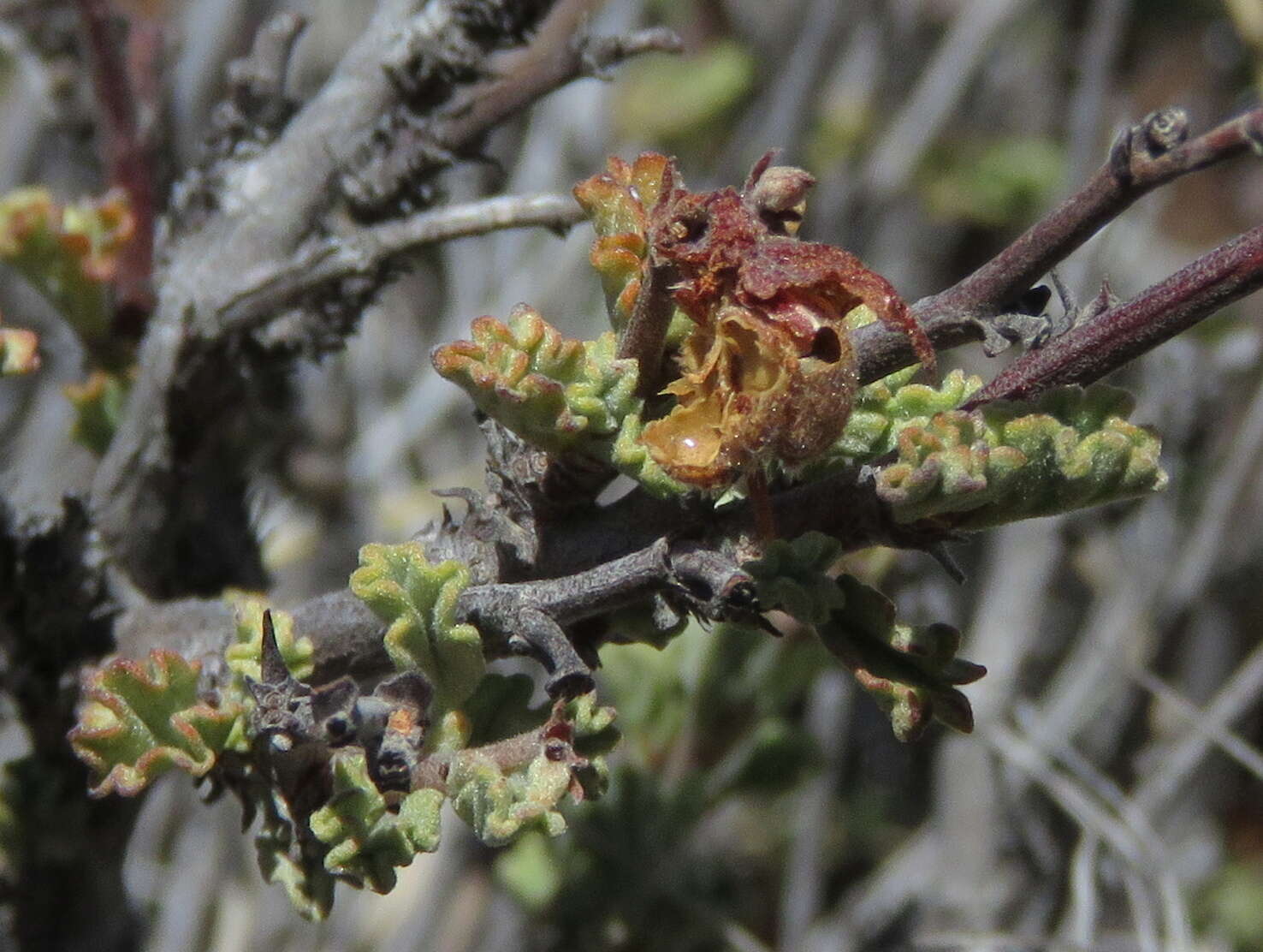 Image of Hermannia desertorum Eckl. & Zeyh.