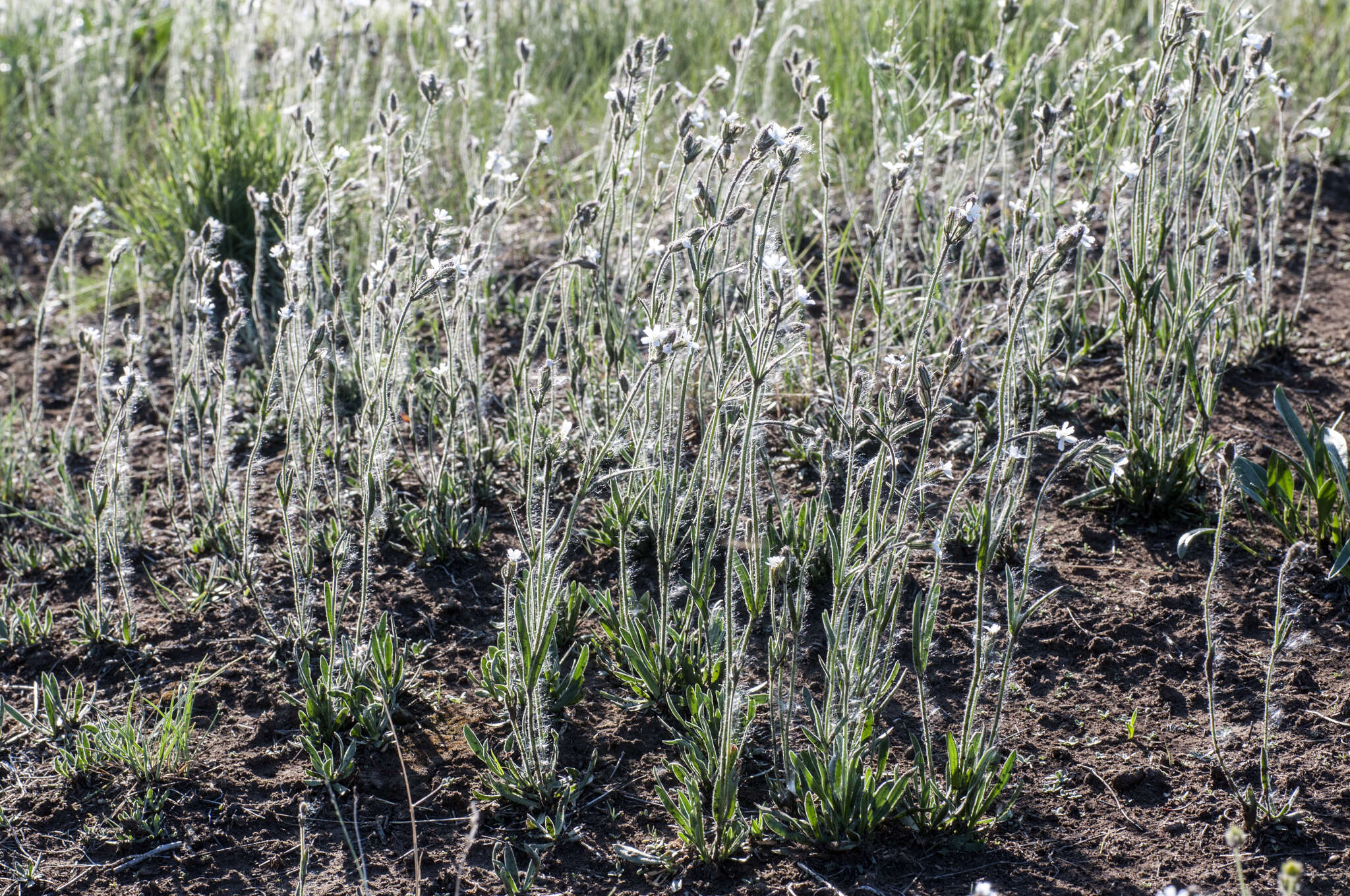 Image of arctic catchfly