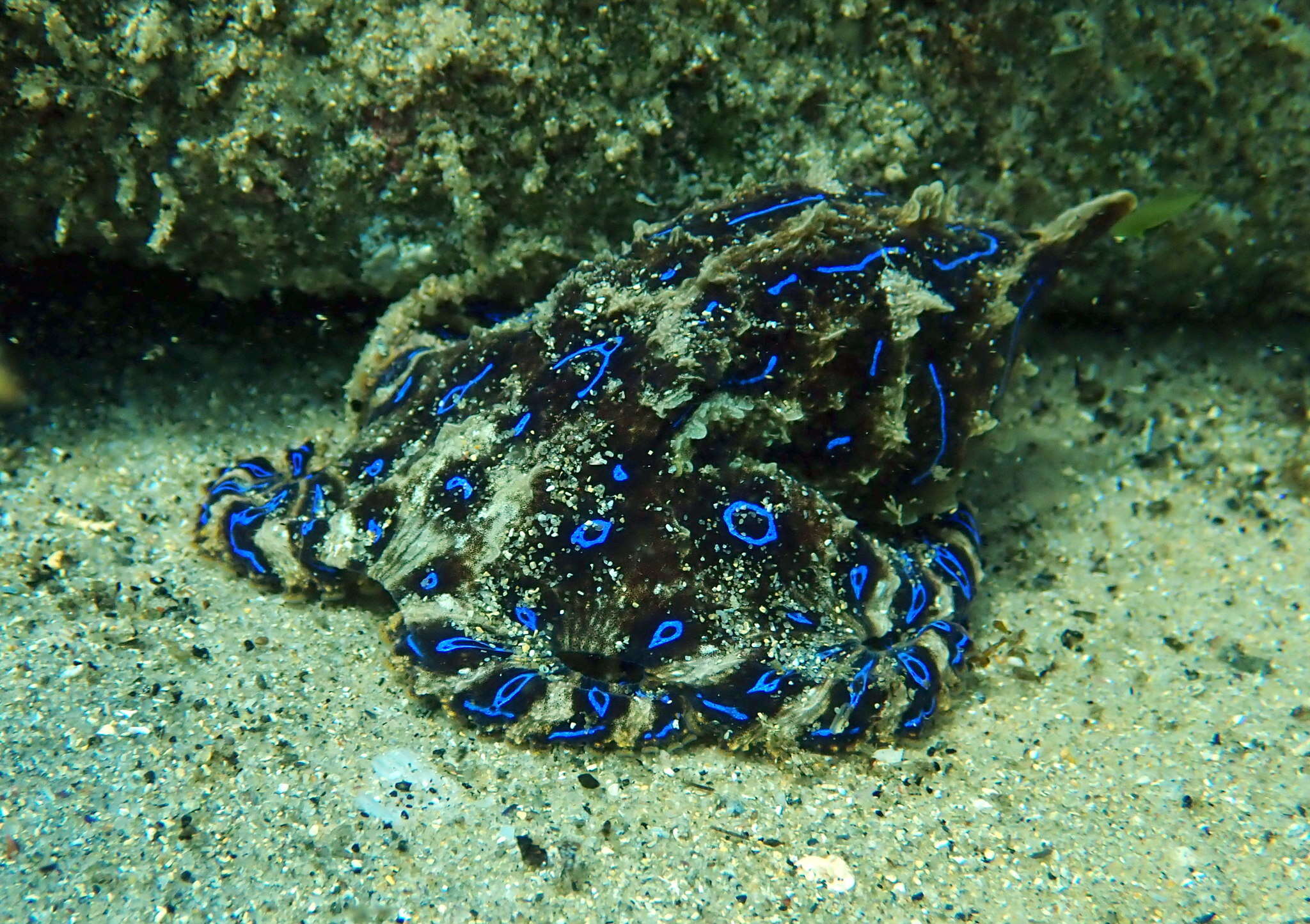 Image of Blue-lined octopus