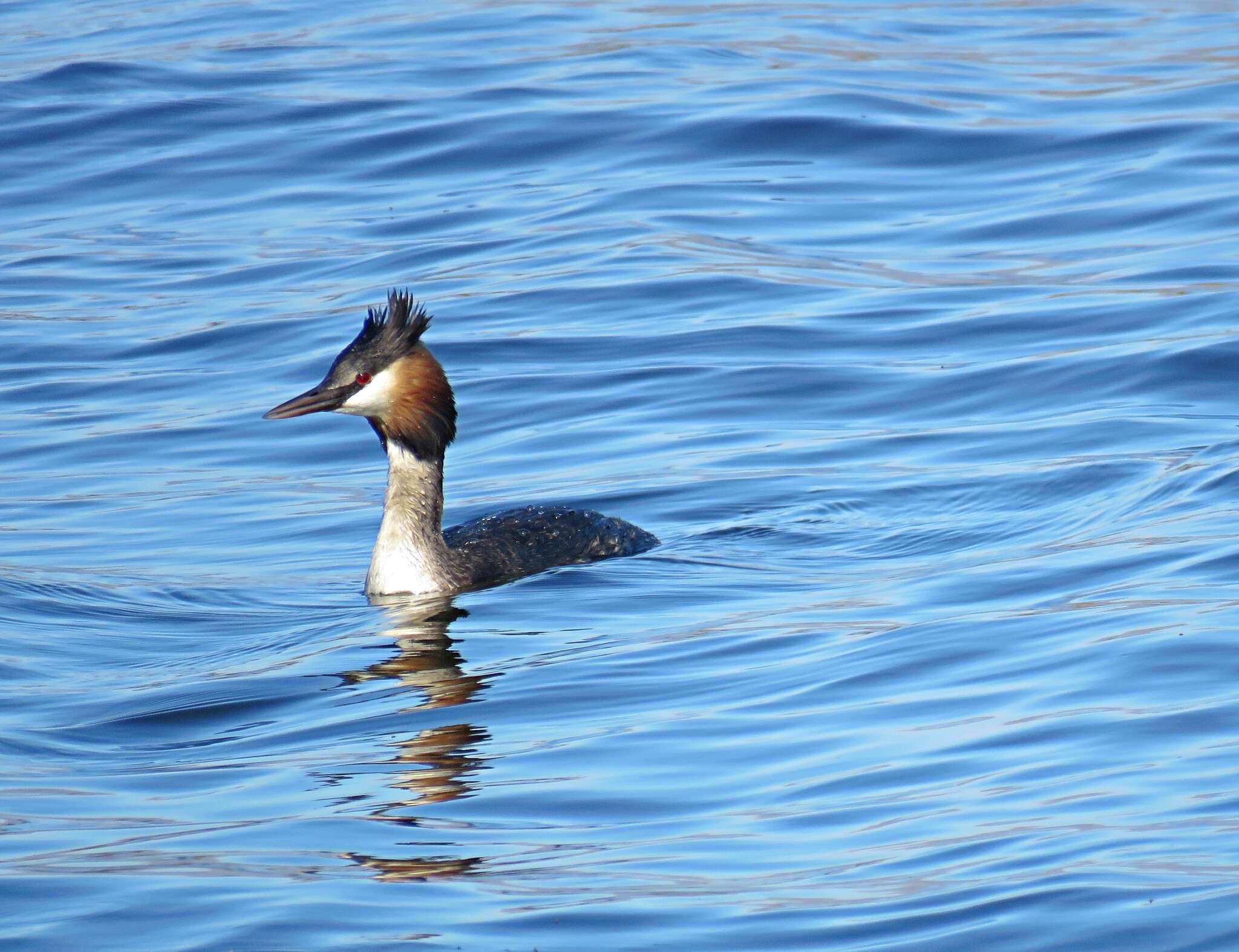 Image of Podiceps cristatus infuscatus Salvadori 1884