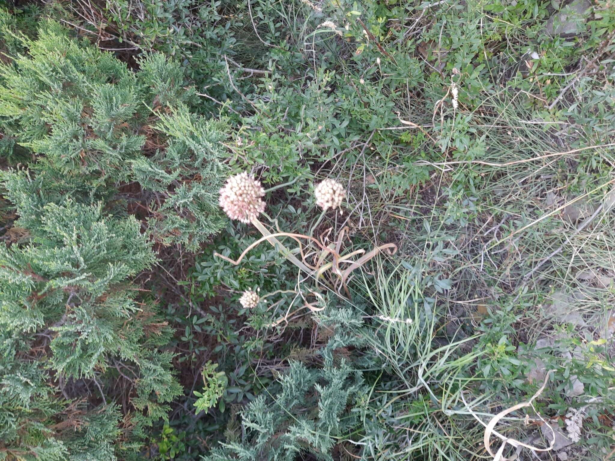 Image of broadleaf wild leek