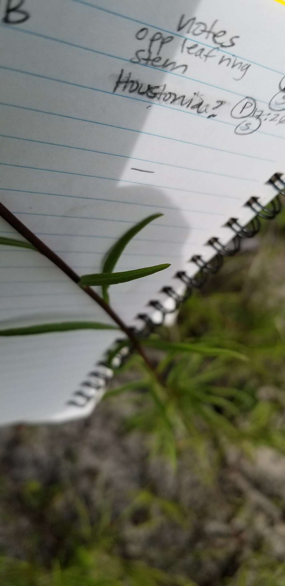 Image of Virginia Goldenrod