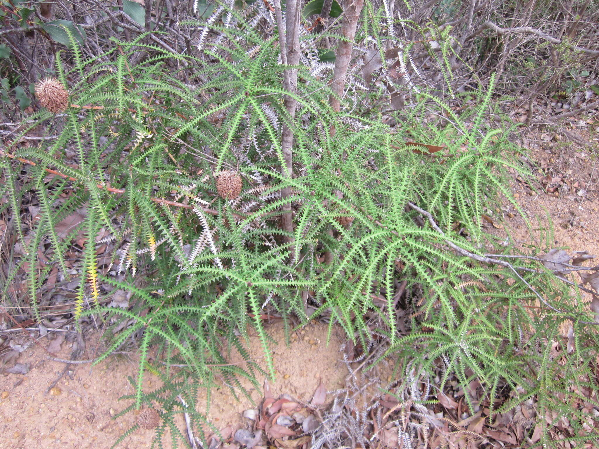 Imagem de Banksia dryandroides Baxter