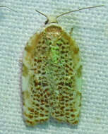 Imagem de Acleris cervinana Fernald 1882