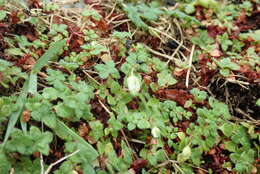 Image of Crassula peculiaris (Tölken) Tölken & Wickens