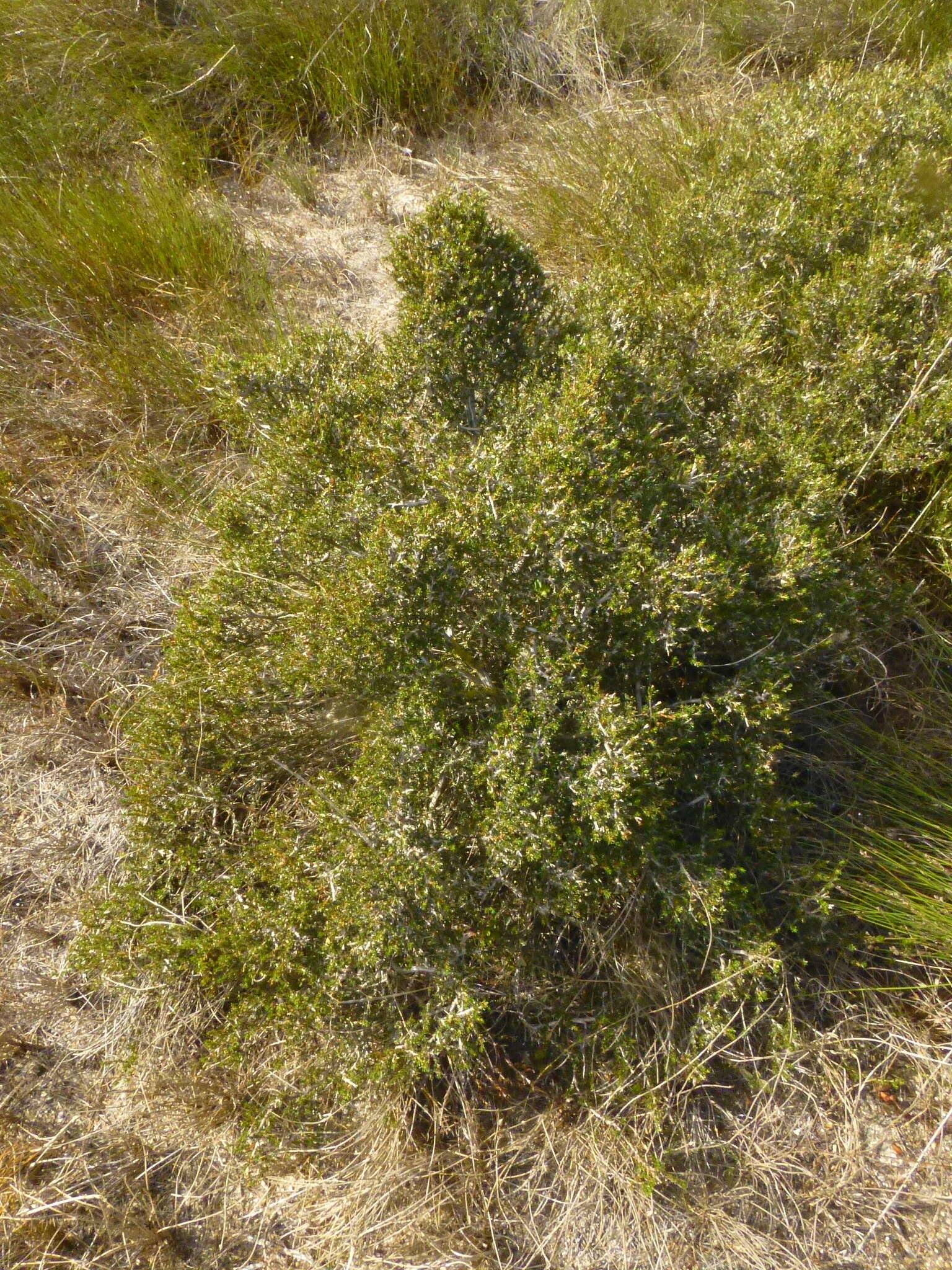 Image of Cliffortia ericifolia L. fil.