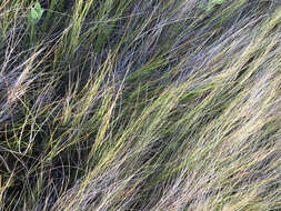 Image of saltmeadow cordgrass