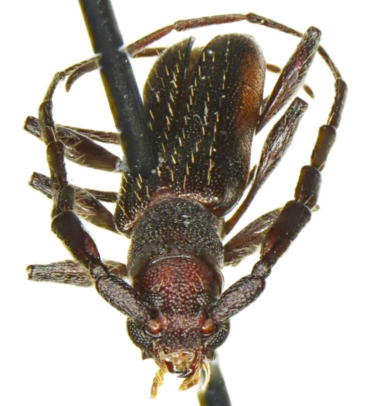 Image of Neocompsa puncticollis (Le Conte 1873)