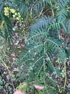 Image of Acacia oshanesii F. Muell. & Maiden