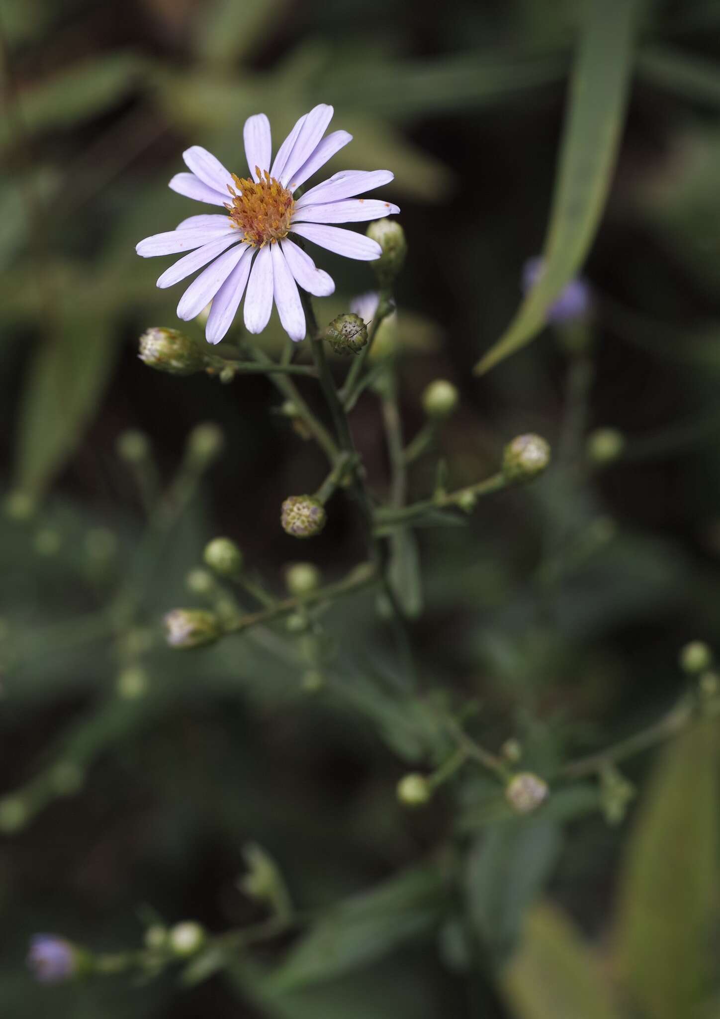 Image of smooth blue aster