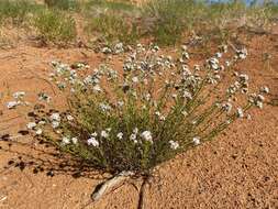 Plancia ëd Ipomopsis congesta subsp. frutescens (Rydb.) A. G. Day