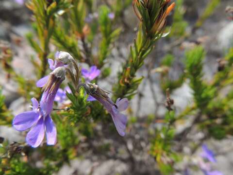 Image of Pine-leaf Lobelia