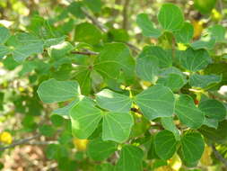 Plancia ëd Bauhinia macranthera Hemsl.