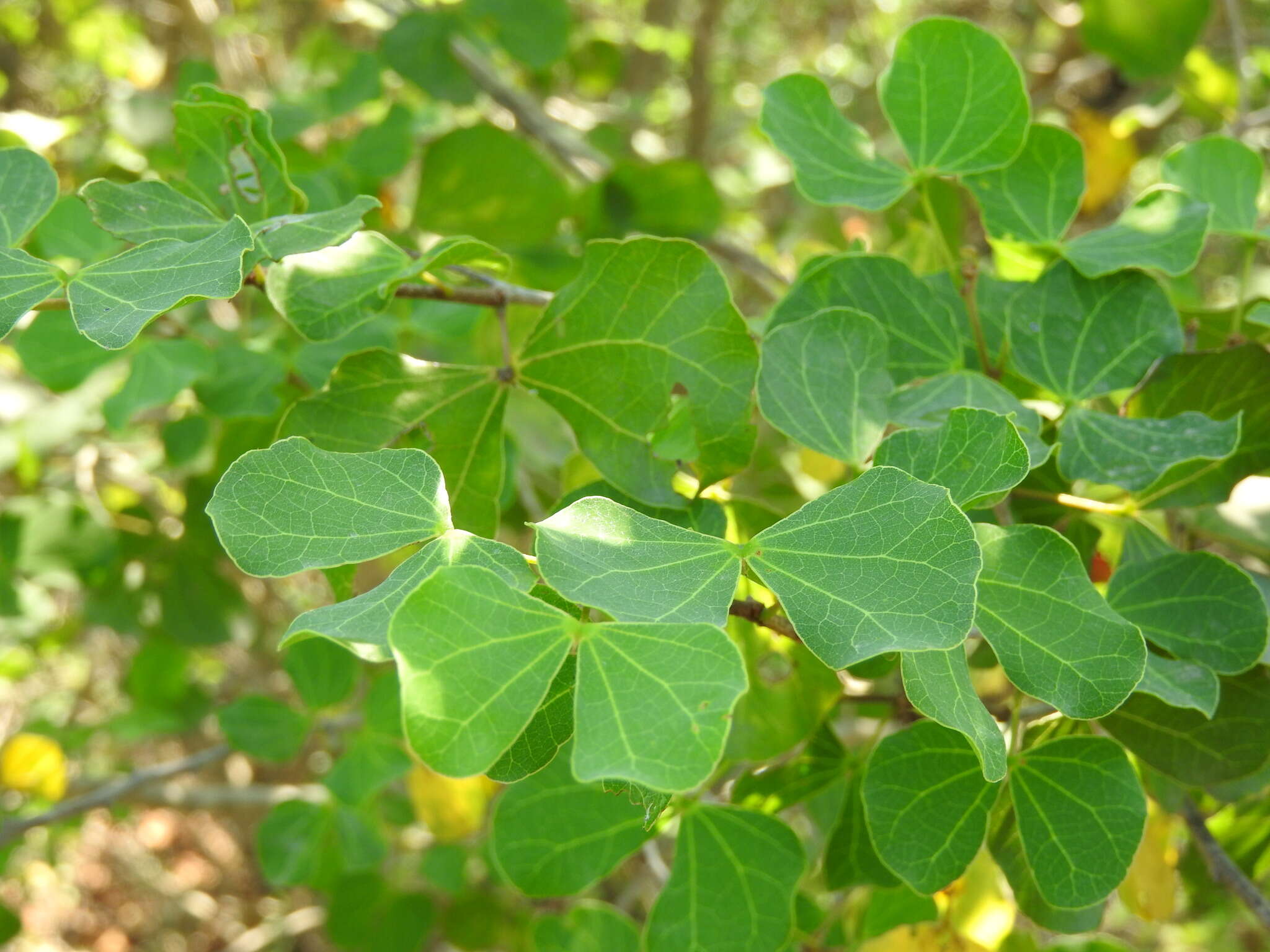 Plancia ëd Bauhinia macranthera Hemsl.