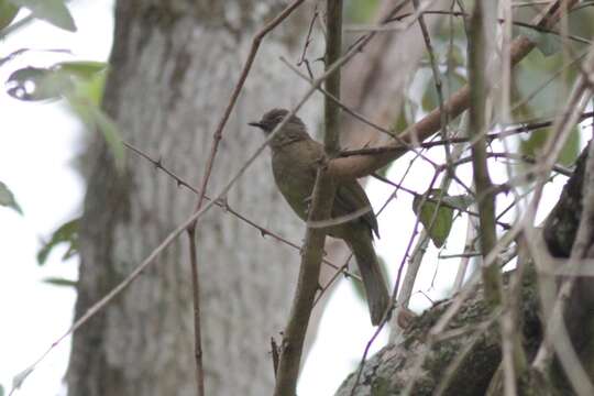 Image of Plain Greenbul