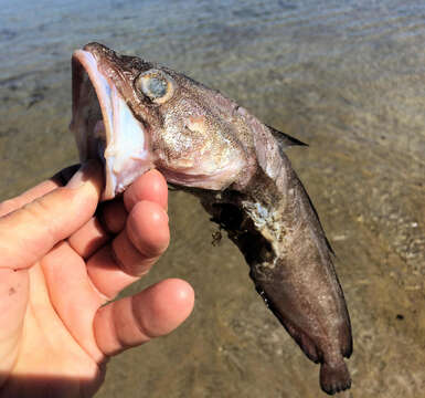 Image of Southern bastard codling