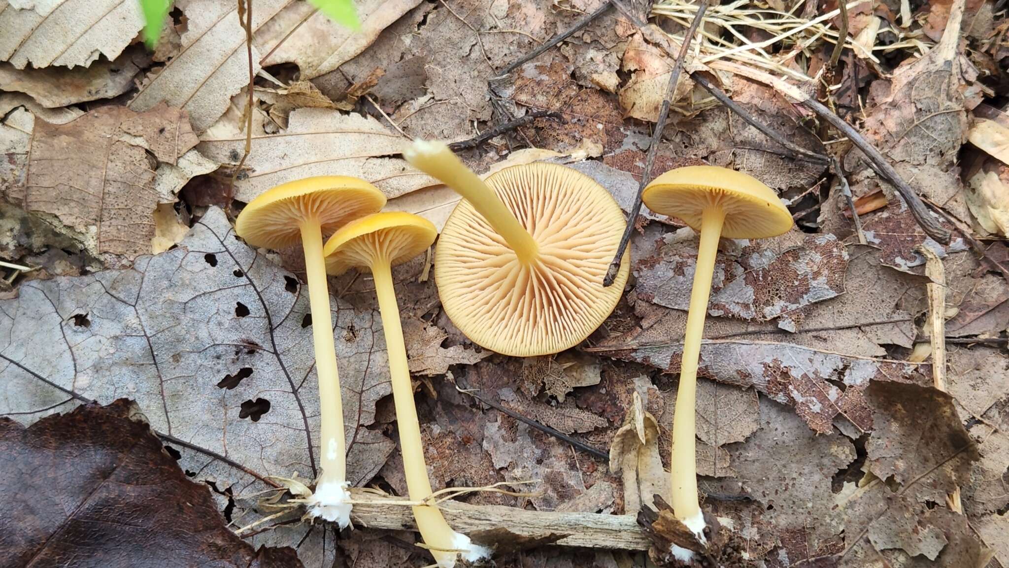 Image of Entoloma unicolor (Peck) Hesler 1967