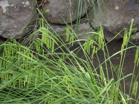 Image of Carex dimorpholepis Steud.