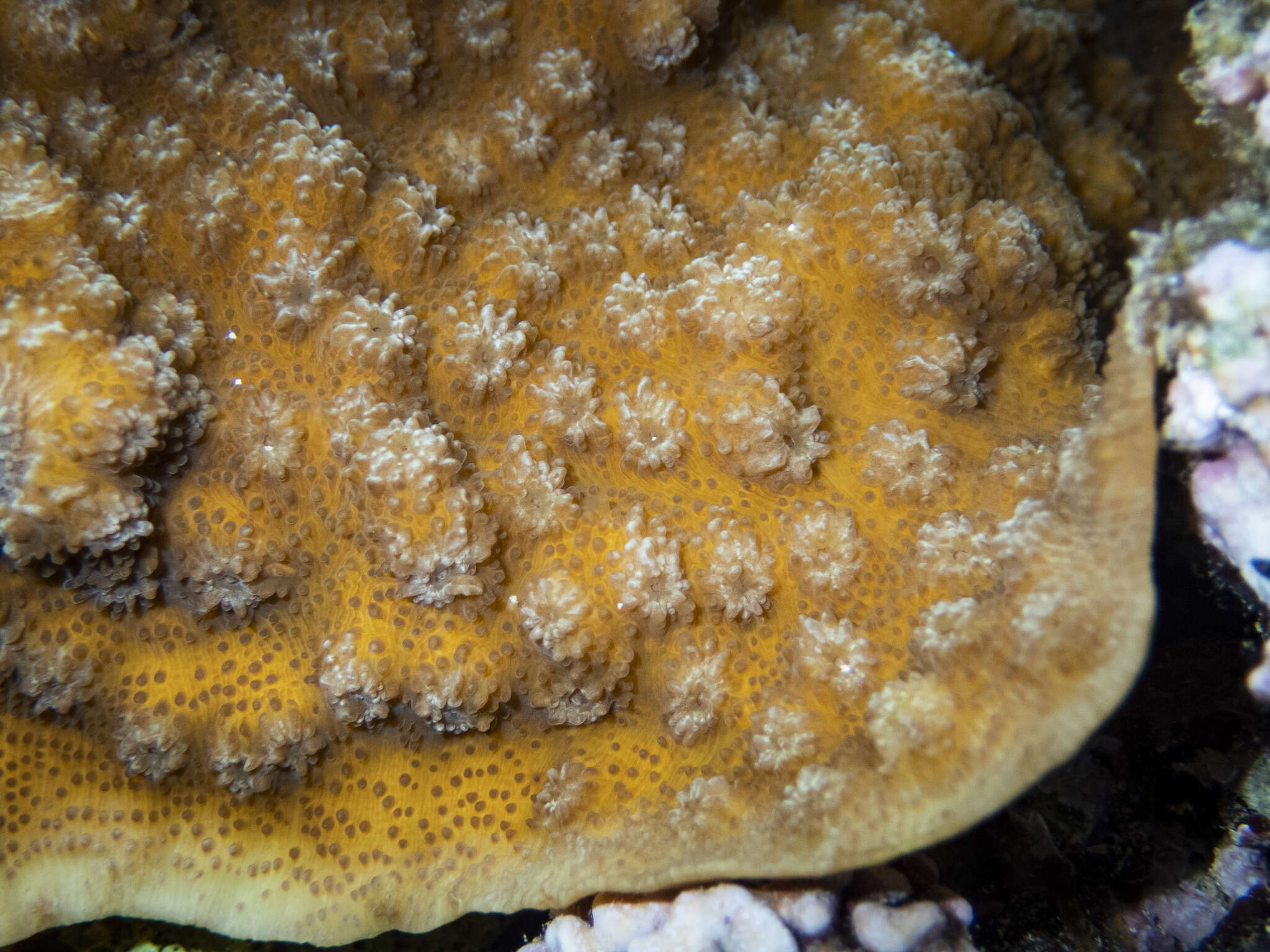 Image of Hedgehog Coral