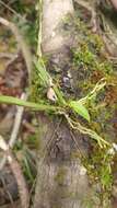 Image of Butterfly orchid