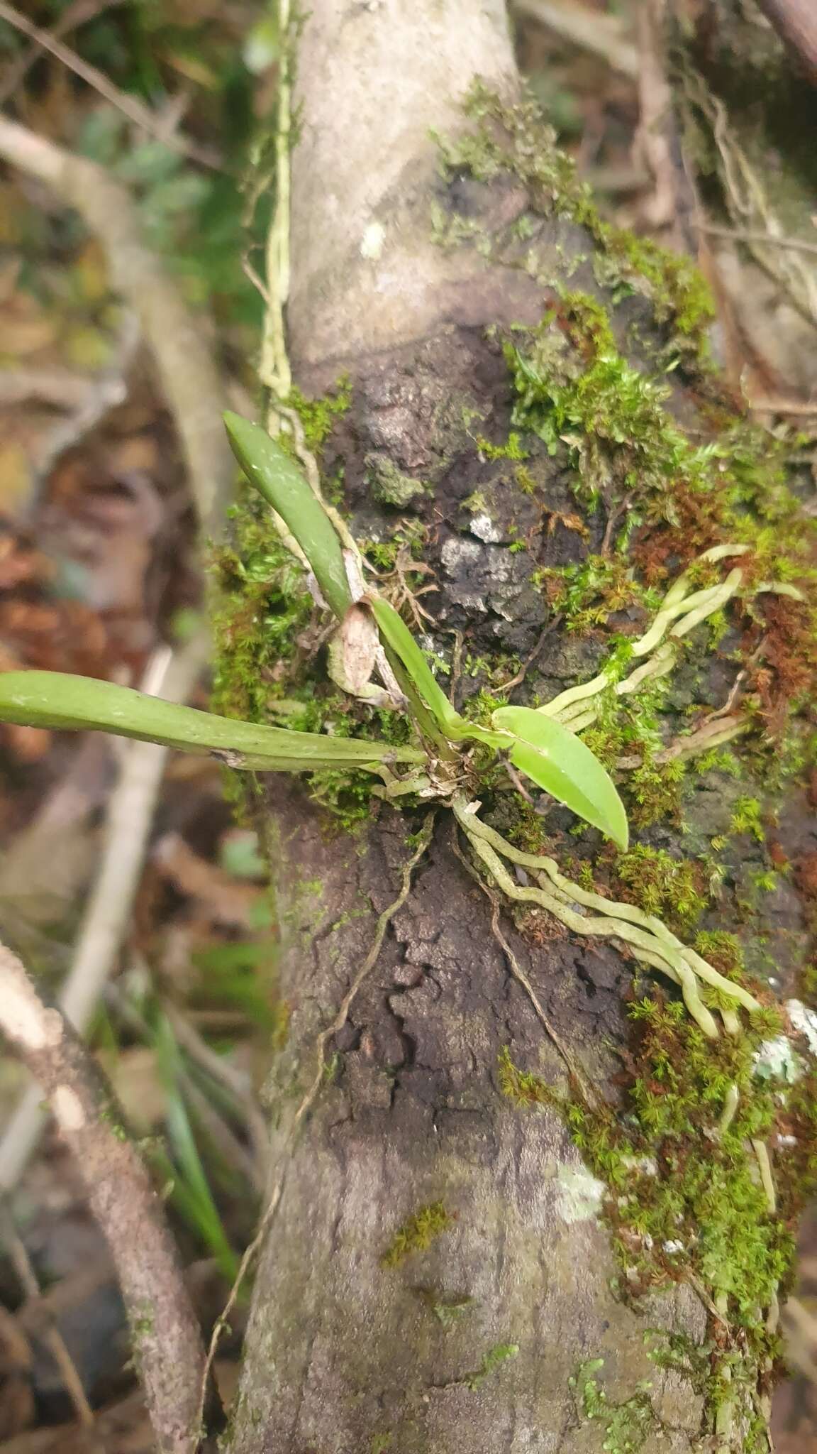 Image of Butterfly orchid