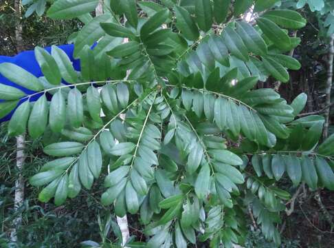 Image of Cnestis polyphylla Lam.