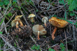 Imagem de Pholiota lucifera (Lasch) Quél. 1872