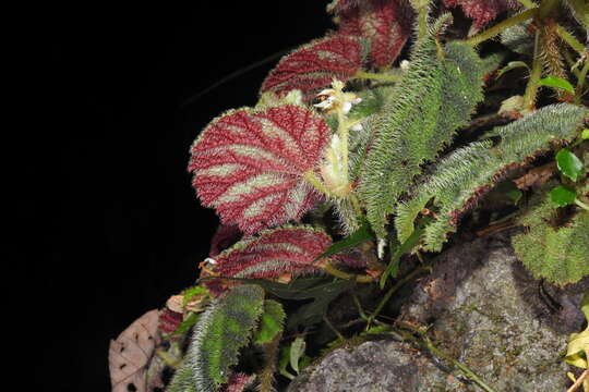 Image of Begonia conipila Irmsch. ex Kiew