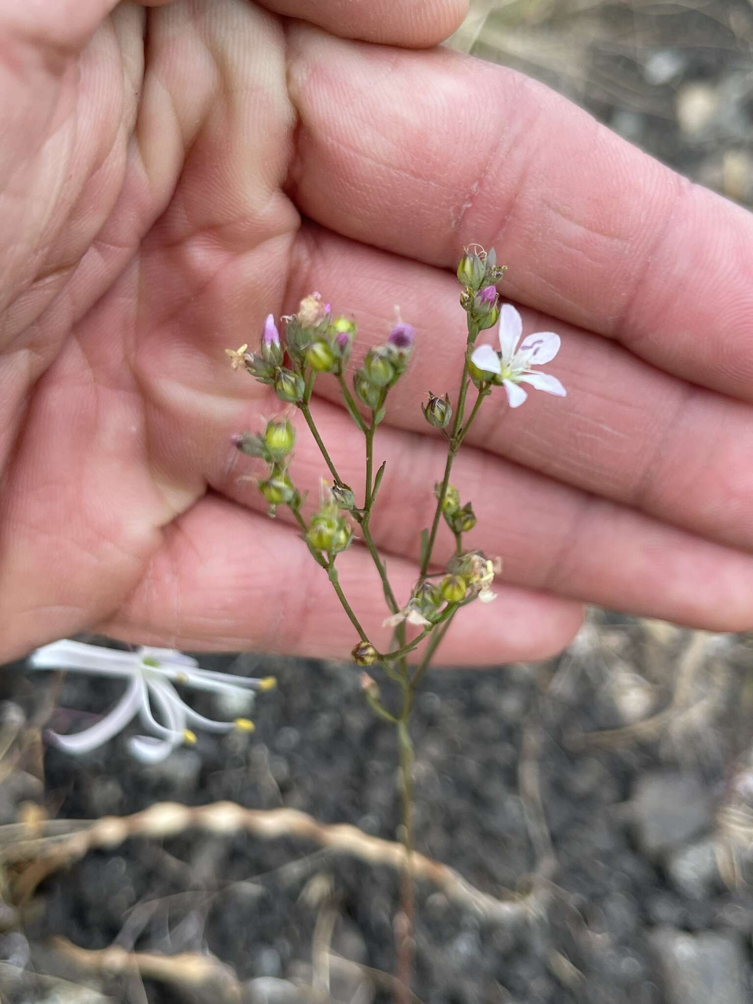 Image of California dwarf-flax