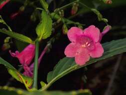 Image of Strobilanthes hamiltoniana (Steudel) J. Bosser & H. Heine