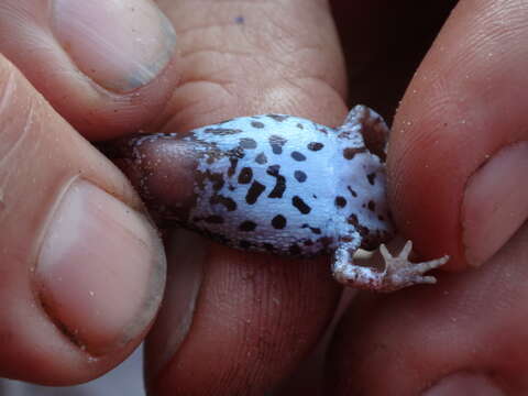 Image of Günther’s Toadlet