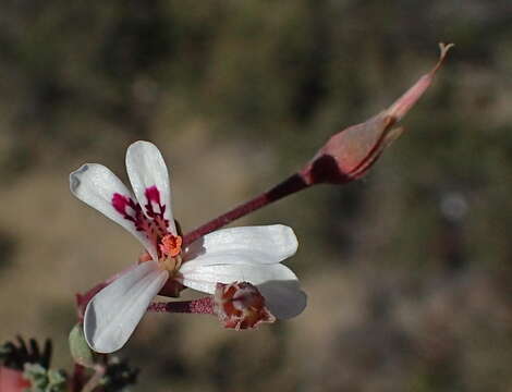 Image of Pelargonium abrotanifolium (L. fil.) Jacq.