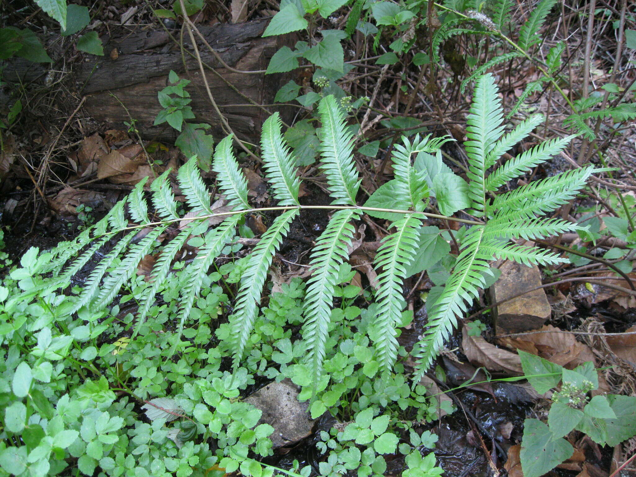 Image of Pteris incompleta Cav.