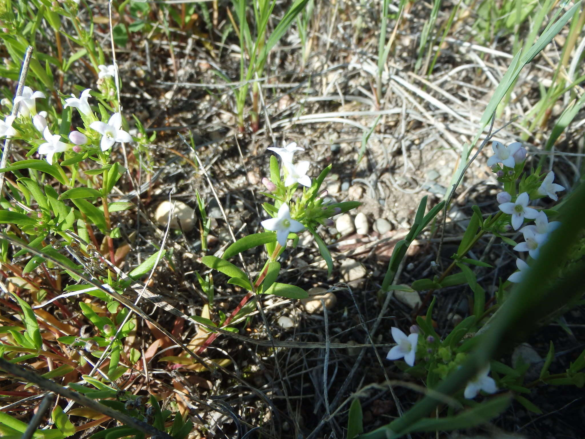 Image of longleaf summer bluet