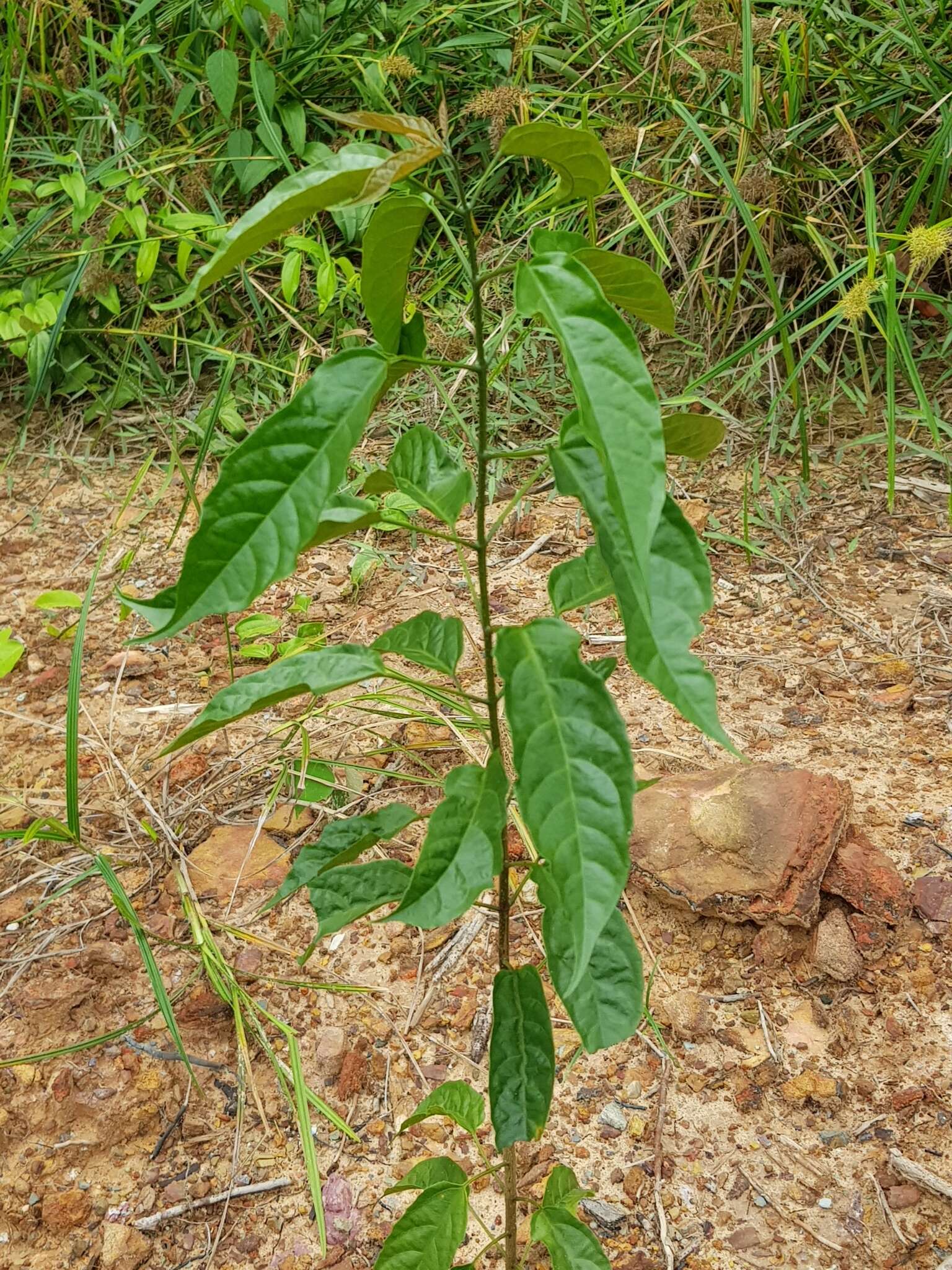 Image of Wallich's glorybower