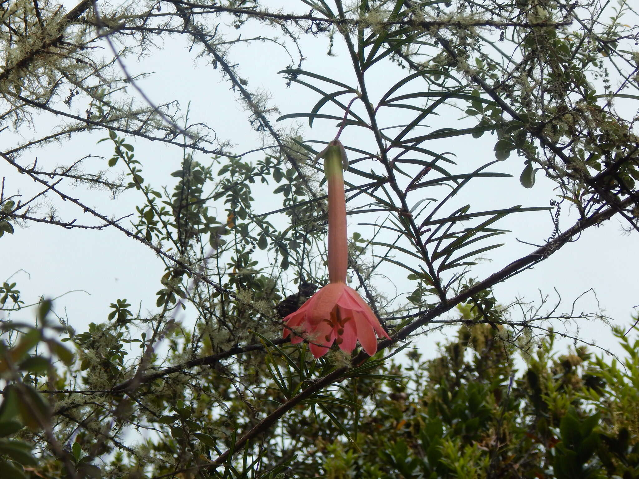 Image of Passiflora trianae Killip