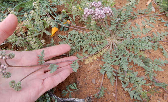 Image of Arizona phacelia